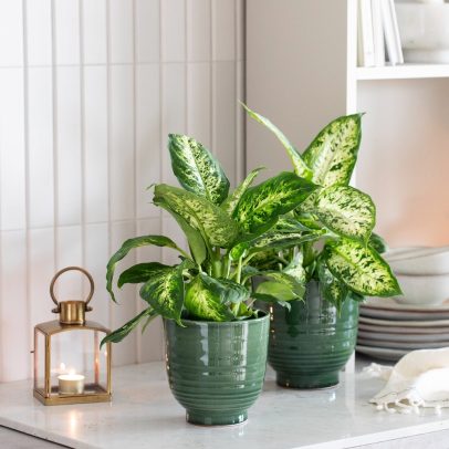 5 Dieffenbachia Saga potte Nora lykt 1080x1080