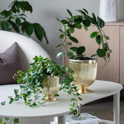 6 Efoy Hoya boyle Glam potte 1080x1080